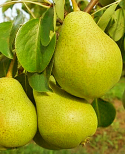 Саженцы Груша Свердловчанка