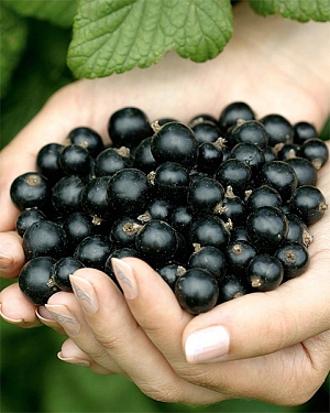 Саженцы Смородина Бен Тиррен