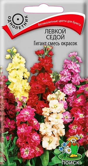 <div>
 Семена Левкой седой Гигант смесь окрасок.
</div>
 Густомахровые цветы, насыщенные яркие краски, сладкий аромат!&nbsp;Растение высотой около 60 см, красивой пирамидальной формы. Крупные розовые, белые, красные, лавандовые цветы собраны в мощные вертикальные соцветия. Цветет в июне-августе. Используют очень широко: для посадки в сборные цветники группами, на рабатки - рядами, для бордюров и срезки.<br>
 <br>
 <b>&nbsp;Агротехника.</b>&nbsp;Растение предпочитает открытое солнечное место. Лучше растет на плодородных дренированных почвах. Не переносит внесения органических удобрений в год посадки. Для непрерывного цветения семена высевают с марта в несколько этапов. Глубина заделки семян 0,5 см. При температуре почвы +18-20°С всходы появляются на 10-14 день. Сеянцы пикируют в стадии первых настоящих листочков. Перед высадкой рассаду закаливают при температуре +8-12°С. В грунт рассаду высаживают во второй половине мая, выдерживая расстояние между растениями 20-30 см.