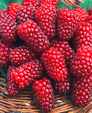 Саженцы Ежемалина Тэйберри