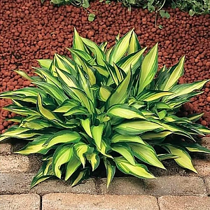 Хоста Лейксайд Литтл Тафт