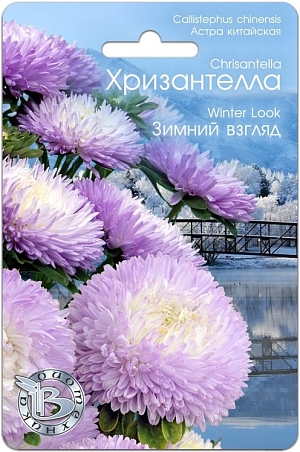 Профессиональная серия для срезки
Сочетание качества и стойкости хризантемы и очарование астры
Соцветия диаметром от 12 до 15 см, настолько прочные, что не повреждаются любым дождем
Мощная корневая система обеспечивает устойчивость к полеганию

Новейшее направление в селекции и качестве астры, выращиваемой из семян.

Удалось получить сочетание качества и стойкости хризантемы и очарование астры.

Впервые представляется селекционная группа астры, объединенная не только общими ботаническими признаками, но и впечатлением, ассоциациями и переживаниями.

Хризантелла – настроение, воплощенное в цветке.

Форма цветка и расцветка подтверждена грунт-контролем данной партии. Однородность растений обеспечена калибровкой семян.

Высота растения 60-80 см, стебель толстый и жесткий, активно формирует цветоносы второго порядка, которые дают 10-15 цветков на куст.

Посев: апрель-начало мая для цветения в августе-сентябре. Семена равномерно распределяют по поверхности подготовленного стерильного (для избежания поражения сеянцев черной ножкой) грунта, слегка присыпают субстратом, полив теплой водой.

Прорастание: 12-16 дней при температуре 15-16 °С.

Пикировка: в фазе 2-3 настоящих листьев растения пикируют в горшки диаметром 6 см. Оптимальная температура при выращивании 14-16°С.

Высадка в грунт: рассаду высаживают в грунт в возрасте 40-50 дней. При высадке рекомендуется схема 15x20 см, 32 растения на м кв.

Грунт: богатые гумусом суглинистые почвы, рН 5,5-6,5.

Удобрение: комплексное минеральное, с преобладающим содержанием азота.

Особенности: не рекомендуется выращивать астры на одном месте более одного года. Не допускать плотных посадок, чтобы избежать поражения грибковыми заболеваниями.