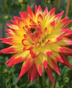 Георгин кактусовый Алоха