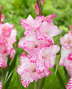 Гладиолус Май Лав