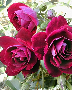 Роза флорибунда Бургунди Айс