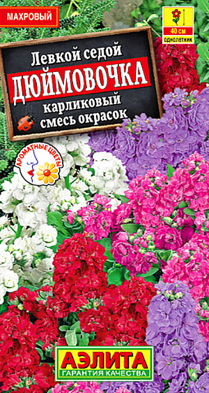 Семена Левкой Дюймовочка смесь окрасок.
Классическая красота и интенсивный аромат густомахровых цветков левкоя покорят не одну романтическую натуру. В цветнике, словно зажженные свечи, они будут щеголять до начала осени. Махровые цветки наполненные насыщенными красками, создадут цветочный ковер и окутают все вокруг волшебным ароматом. Используется для смешанных рабаток и контейнерной культуры. Растение холодостойкое. 
Агротехника. Посев непосредственно в грунт рано весной, в конце апреля – начале мая. Всходы прореживают с шагом 15 – 20 см. Можно посеять на рассаду в начале апреля, это ускорит цветение на 2 недели. Для продления сезона цветения левкоя можно производить посев в несколько сроков с интервалом в 3 недели.