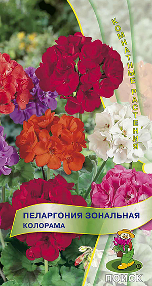 Семена Пеларгония Колорама Зональная.
Превосходное сочетание компактной формы растения и крупных цветов! Растения высотой около 35 см. Листья округлые, с темным пятном в форме подковы. Цветы диаметром до 2,5 см разнообразных ярких окрасок. Прекрасно подходит для горшечной культуры, летом можно высаживать в открытый грунт и балконные ящики. 
Агротехника. Растение засухоустойчивое, предпочитает солнечное месторасположение и рыхлые плодородные почвогрунты. Посевы можно проводить начиная с января. Глубина заделки семян 0,5 см. Посадочную емкость накрывают стеклом и ставят в освещенное место. При температуре почвы +20°C всходы появляются на 15-20 день. В фазе 2-3 настоящих листочков сеянцы пикируют. Для лучшего кущения рассаду прищипывают над 5-6 листом. Семена соответствуют требованиям международных стандартов и ГОСТу РФ 12420-81