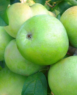 Саженцы Яблоня Симиренко