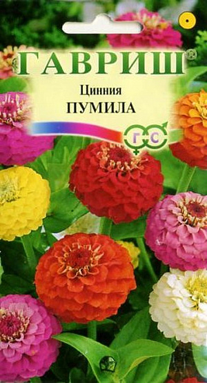 Семена Цинния Пумила.
Раннецветущая смесь махровых цинний ярких светящихся окрасок. Растения однолетние, среднерослые, до 40 см высотой, хорошо сформированы. 
Отличаются обильным и продолжительным цветением, прочными ветвящимися цветоносами. Соцветия до 6-8 см в диаметре, с высокой устойчивостью к неблагоприятным погодным условиям. Цветут с июня до заморозков. Циннии светолюбивы, засухоустойчивы и теплолюбивы; отзывчивы на полив, без длительного полива снижается интенсивность цветения и уменьшается размер соцветий. Выращивают рассадным способом. Семена высевают в апреле. Всходы появляются через 4-6 дней. 
В начале июня растения высаживают на расстоянии 25 см. Для большей кустистости растения прищипывают.