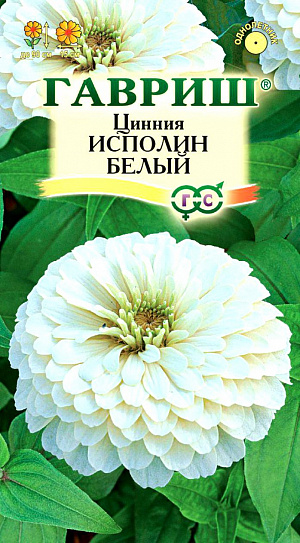 Семена Цинния Исполин Белый.
Серия высокорослых крупноцветковых цинний для элитного оформления сада. Отличается чрезвычайно обильным и продолжительным цветением, прочными ветвящимися цветоносами, чистыми и стойкими к выгоранию тонами соцветий.
Формирует приподнятые, разветвленные кусты высотой до 90 см. Соцветия георгиновидные, крупные, белые, 15 см в диаметре, с высокой устойчивостью к неблагоприятным погодным условиям. Цветет с июня до заморозков. 
Циннии светолюбивы, засухоустойчивы и теплолюбивы; отзывчивы на полив, без длительного полива снижается интенсивность цветения и уменьшается размер соцветий. Выращивают рассадным способом. Семена высевают в апреле. 
Всходы появляются через 4-6 дней. В начале июня растения высаживают на расстоянии 20 см.