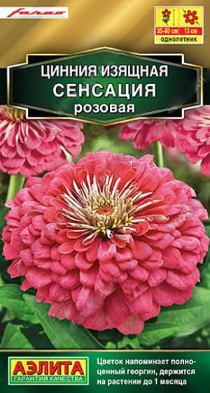 Семена&nbsp;Цинния Сенсация розовая.&nbsp;Циннии Сенсация&nbsp; – результат успешной селекции на очень крупный, густомахровый цветок (диаметром 10-13 см). Едва ли вы найдете такое же крупное соцветие у других сортов и гибридов. Напоминающий полноценный георгин, эффектный цветок держится на растении более месяца. Крепкие, раскидистые кусты 35-40 см. высотой красиво смотрятся в среднем ярусе миксбордера. Букеты из цинний СЕНСАЦИЯ долго стоят в воде.<br>
 <br>
 &nbsp;Циннии – растения теплолюбивые, быстрорастущие, относительно засухоустойчивые. Предпочитают солнечные участки с дренированными почвами среднего плодородия, нейтральной кислотности. В южных регионах возможен безрассадный способ выращивания.<br>
 <br>
 <br>
 <br>
 <br>