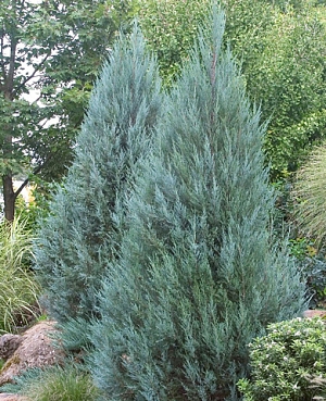 Можжевельник скальный Мунглоу