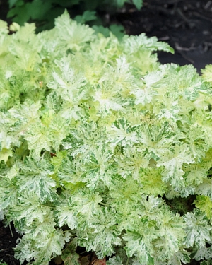 Гейхера Сноу Энджел