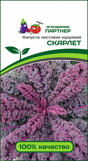 Семена Капуста листовая кудрявая Скарлет