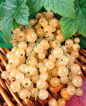 Саженцы Смородина Уральская белая