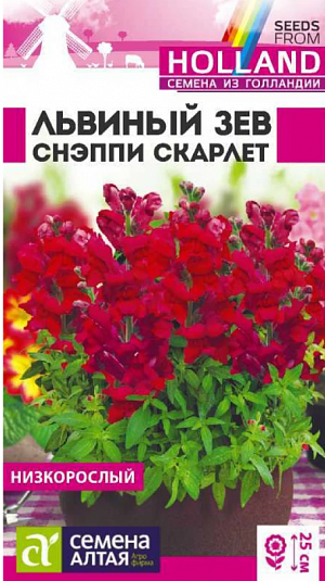 Семена Львиный зев Снэппи Скарлет.<br>
 <br>
 Великолепный низкорослый однолетник. Серия Snappy - исключительно компактная и очень ранняя, характеризующаяся прекрасным базальным ветвлением растений и богатой цветовой палитрой. Растения выравненные, компактные, не склонны к вытягиванию. Отличаются множеством ярких цветущих побегов высотой 20-25 см. Успешно применяется для создания бордюров, клумб, а так же для выращивания в горшках и контейнерах. Холодостойкое, засухоустойчивое растение. Хорошо растёт на солнечных участках, выносит небольшое затенение. Предпочитает плодородные почвы, не выносит переувлажнения.<br>
 <br>
Выращивают рассадным способом или прямым посевом в грунт. Посевы на рассаду проводят с начала марта: слегка уплотняют грунт и хорошо увлажняют, делают канавки глубиной 0,2-0,3 см с интервалом 1,0 см, семена присыпают небольшим слоем песка или грунта (0,1-0,2 см). Для получения наилучшего результата посев рекомендуем проводить в торфяные таблетки (одно драже в таблетку). Посевы опрыскивают, накрывают пленкой и помещают в теплое (+20-23°С) светлое место. Пленку периодически снимают для проветривания и удаления конденсата. После появления всходов пленку снимают и контейнер переносят в более прохладное (+18-20°C) место. При необходимости проводят досветку фитолампами. Растениям необходимо около 16 часов света в сутки. С появлением первой пары настоящих листочков сеянцы пикируют. В фазе 4-5 листочков верхушки молодых побегов прищипывают для увеличения кустистости. В открытый грунт рассаду высаживают в конце мая – начале июня, посадочный интервал – 20 см. В районах с мягким климатом возможен посев семян в открытый грунт в середине апреля. Продолжительность цветения с июня по сентябрь. Внимание! Семена дражированные - оболочку драже не разрушать!