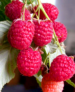 Саженцы Малина Таганка