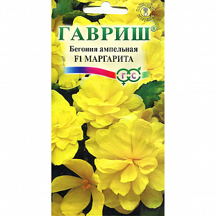 Бегония Маргарита ампельная F1
