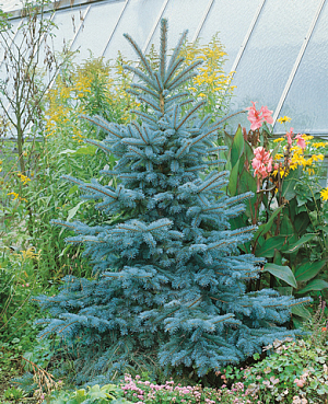 Ель голубая Глаука