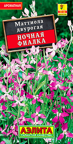 Семена Маттиола Ночная фиалка из каталога Маттиола Семена Маттиола Ночная фиалка двурогая.
Маттиола Ночная Фиалка – со вкусом созданная смесь декоративных однолетних травянистых растений для сада. Вырастает до 30 сантиметров. Название сорта она получила не просто так, а потому, что в темное время суток её аромат становится наиболее явственным. При этом днём сорт Ночная Фиалка нуждается в солнечных лучах и почти не выносит затемнений. Чем больше солнца, тем обильнее будет цвести маттиола, в постоянной тени же она может совсем не дать цветков. Как и многие другие садовые растения, маттиола требует хорошо дренированной почвы, поскольку застой влаги в области корней может погубить нежные цветы. Хорошо также, если земля относится к супесчаному типу и содержит долю извести. Маттиола быстрее растет при регулярном, умеренном орошении.
Маттиола Ночная Фиалка относится к числу морозостойких растений, поэтому семена можно высаживать в почву уже в середине весны или даже раньше, когда ночные заморозки достигают -2-4°С. Также перед посевом важно смешать почву с песком. Семена проклюнутся из земли через десять дней, а летом, максимум через два месяца, вы увидите первые прекрасные цветки! Если же вам хочется увидеть цветение пораньше – посадите маттиолу на рассаду.
