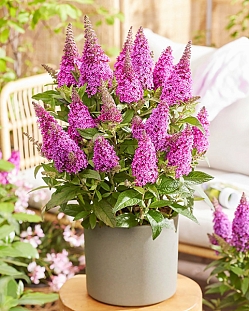 Буддлея Баттерфляй Канди Литтл Цериз