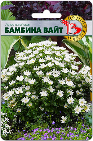 Семена астра Бамбина Вайт.<br>
 <br>
 Компактное, но объемное растение.Шарообразный кустик шириной до 45 см и всего 20 -30 см в высоту, усыпан огромным числом ярких соцветий, разной степени махровости.Цветение одного растения продолжается до двух месяцев.Отлично выглядит не только на клумбах, но и в широких вазонах и кашпо.<br>
 <br>
 "БАМБИНА" - это новый, необычный сортотип астры. Аналогов этой серии нет в мировой селекции.
<p>
 Выращивать (за исключением южных регионов) рекомендуется через рассаду, поскольку от посева до начала цветения обычно проходит четыре месяца.
</p>
<p>
 Посев: с начала марта по середину апреля - для цветения в июле - августе. Семена равномерно распределяют по поверхности подготовленного чистого (для избежания поражения сеянцев черной ножкой) грунта, смоченного теплой водой. Прорастание: 2-12 дней (зависит от условий хранения семян) при температуре 20 - 24°С.
</p>
<p>
 Пикировка: в фазе 2-3 настоящих листьев в горшочки диаметром 7 - 10 см. Оптимальная температура при выращивании 16-20°С.
</p>
<p>
 Высадка в грунт или перевалка в окончательный объем в вазоны только после того, как корни освоят весь субстрат в рассадных горшочках. Для вазонов рекомендуем не менее 3 – 5 л грунта на одно растение. При высадке на клумбы рекомендуется схема 40x30 см., 6 - 8 растений на м2.
</p>
<p>
 Лучший финальный грунт: богатые гумусом суглинистые почвы, pH 5,5-6,5.
</p>
<p>
 Удобрение: комплексное минеральное, сначала с преобладанием фосфора, после массового образования боковых побегов – азота.
</p>
<p>
 Важно, во избежание потери всхожести после приобретения, семена астры следует хранить в холодильнике при небольшой положительной температуре.
</p>