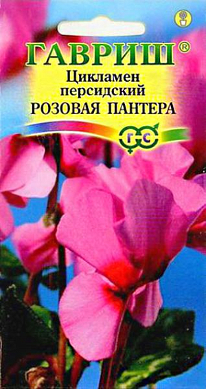 <div>
 Семена Цикламен Розовая пантера.
</div>
 <article>
<p>
 Многолетнее клубневое растение семейства Первоцветные. Цветки очень ароматные, цветонос достигает длины 15 -20 см. Цветет с поздней осени до конца апреля, летом находится в состоянии покоя. Оптимальный срок посева конец августа. Семена перед посевом замачивают на сутки в теплой воде, а затем высевают в горшки с листовой и торфяной землей(1:1).Сверху семена присыпают слоем земли 0,5-1см., обильно поливают, накрывают темной пленкой. При t 20°C всходы появляются через 30-40 дней. После появления всходов притенение снимают, температуру снижают до 15-17 °C. Когда образуются маленькие клубеньки с двумя листочками, пикируют в ящики со смесью из листовой, торфяной земли и песка (2:1:0,5). При пересадках у молодых растений верх клубенька должен находиться у самой поверхности почвы (не глубже 0,5 см.). У взрослых растений верх клубня обычно открыт. В период покоя сбрасывает листья.&nbsp;
</p>
<p>
 Выращивают на северных и восточных окнах, на южном притеняют от прямых солнечных лучей. Зимой содержат на светлом месте при температуре не выше 8 - 10 градусов. Летом необходимо выполнять приемы по поддержке роста растений: поливать исключительно через поддон, опрыскивать водой комнатной температуры, удобрять. Удобряют не более 2-3 раз за лето, преимущественно азотно-калийными удобрениями.
</p>
 </article>