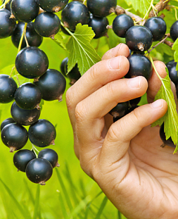 Саженцы Смородина черная Пигмей