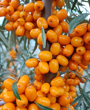 Саженцы Облепиха Любимая