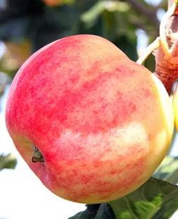 Саженцы Яблоня летняя Горнист