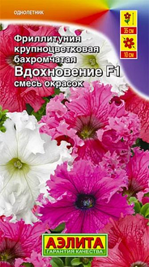 Семена Фриллитуния Вдохновение крупноцветковая бахромчатая смесь окрасок F1.
Эффектная петуния с уникальным цветком O10 см. Украшенный густыми «рюшами» по краю венчика, цветок выглядит исключительно нарядно. Компактные, хорошо разветвленные кусты высотой 35 см выравнены по габитусу, в массовых посадках выглядят совершенно однородными. Период от посева до цветения короткий, растения зацветают на стадии рассады. Растения достаточно устойчивы к погодным стрессам. Гибрид отлично удается в контейнерном декоре сада и балкона. Агротехника. Выращивается через рассаду. Семена в гранулах! Гранулы располагают на поверхности почвы, не заделывая их, хорошо увлажняют из распылителя. При попадании влаги на гранулу оболочка должна раствориться. Посевы накрывают стеклом для сохранения постоянной влажности до полных всходов.Февральским посевам требуется дополнительная подсветка. Сеянцы пикируют в фазе 1-2-х настоящих листьев. В фазе 5-6 листьев проводят формирующую прищипку. Рассаду высаживают в открытый грунт, когда минует угроза заморозков
