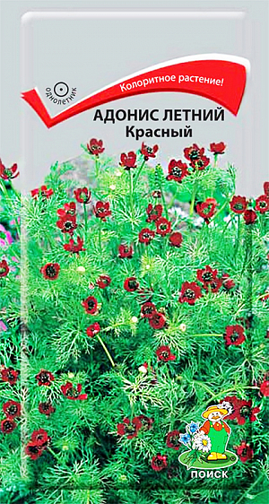 Семена Адонис Летний красный. «Уголек в огне» - второе название прекрасно характеризует это колоритное растение!&nbsp;Ажурный куст высотой около 30 см с красивой мелко-рассеченной листвой. Цветы яркие красные 2-3 см в диаметре, в основании каждого лепестка контрастное черное пятно. Цветет в июне-августе. Прекрасный материал для срезки, долго сохраняет свежесть в воде. Хорошо подходят для рядовой посадки вдоль дорожек.&nbsp;<br>
Агротехника.&nbsp;Растение предпочитает открытое солнечное место, но выносит и полутень. К почвам не требовательное, но лучше растет на легких, известкованных, плодородных грунтах. Семена высевают в парники в апреле-мае или сразу на место. Всходы появляются через 18-20 дней. Можно сеять под зиму. На постоянное место пересаживают осторожно, стараясь сохранять земляной ком. Расстояние между растениями 20-30 см. Семена соответствуют требованиям международных стандартов и ГОСТу РФ 12260-81