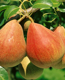 Саженцы Груша осенняя ФЛЕЙТА