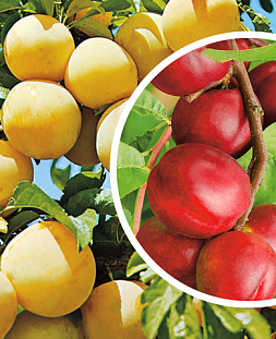 Саженцы Комплект полукарликовых слив №4: Алтайская юбилейная, Чёрная крупная