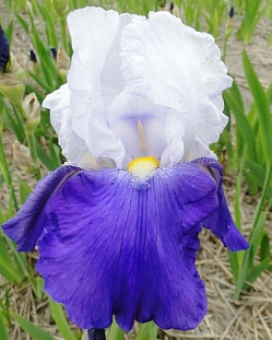 Ирис бородатый Арпеж