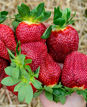 Саженцы Клубники (Земляники) садовой Мармелада
