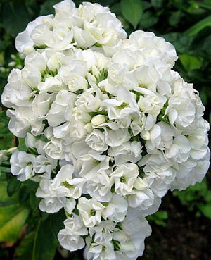 Флокс метельчатый Дабл Тиара