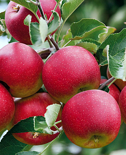 Саженцы Яблоня Слава победителям