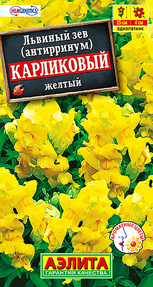 Семена Львиный зев Карликовый жёлтый.
Компактный, кустистый, красивоцветущий, ароматный летник высотой 15-20 см. Цветки собраны в густые, укороченные кисти. Растения неприхотливые, холодостойкие и засухоустойчивые, светолюбивые. Если вовремя удалять увядающие цветки и не допускать завязывания семян, то кустики обильно цветут до заморозков. Идеальное растение для контейнерного выращивания на балконах, в садовых и уличных вазонах, на клумбах, в рабатках и бордюрах. 
Агротехника. Выращивается через рассаду. Семена высевают поверхностно, без заделки, увлажняют из распылителя и накрывают стеклом для поддержания постоянной влажности до всходов. Семена прорастают на свету! Всходы появляются через 7-12 дней, растут медленно. В фазе одного-двух настоящих листьев сеянцы пикируют. Высадку рассады в открытый грунт проводят со второй половины мая. Посадки размещают на солнечных участках с плодородными, дренированными почвами.