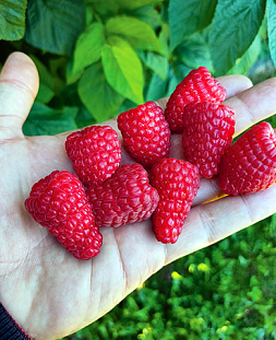 Саженцы Малина Патриция