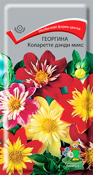 Семена Георгина Коларетте дэнди микс.
Колоритные рюши «воротничковых» георгин! Растения высотой около 50 см. Соцветия диаметром 8-9 см самых разнообразных окрасок. Вокруг центра соцветия внутренние лепестки образуют нарядные, контрастные рюши. Цветет с июля по октябрь. Используют в цветниках большими группами на клумбах. Прекрасный материал для срезки. 
Агротехника. Любит обильный полив и подкормки. Семена высевают в марте в рассадные ящики. Глубина заделки 0,3-0,5 см. При температуре почвы +18°С всходы появляются на 7-14 день. Сеянцы пикируют в горшочки. Рассаду высаживают по окончании весенних заморозков (в конце мая), выдерживая расстояние между растениями 30-50 см.