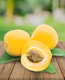 Саженцы Абрикос Бархатный