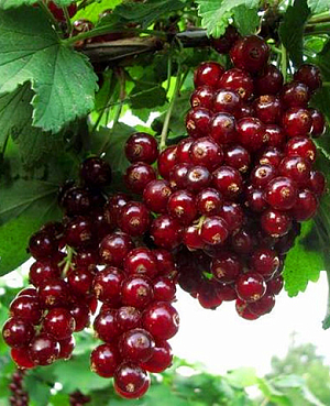 Саженцы Смородина Онисия