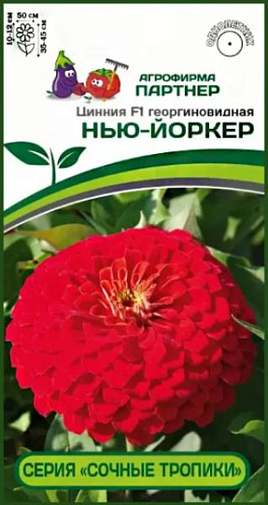 Имя этой мексиканской красотки созвучно с названием легендарного коктейля - «Нью-Йоркер». Красная окраска цветка выглядит «вкусно», «фруктово-сочно», но не ослепительно ярко, приобретая, по мере роспуска, более пастельный оттенок. Очень крупные, до 12 см в диаметре, цветки редко появляются по одному, чаще всего - это целый букет! Одновременно на растении может быть раскрыто более десятка цветков, которые долго держат форму и не выгорают на солнце. Генетически компактные кусты, до 50 см в диаметре, все как на подбор — выравненные, с хорошим ветвлением и устойчивыми цветоносами.<br>
 <br>
 Серия «Сочные тропики» отличается ранним, продолжительным цветением, неприхотливостью в уходе, а крепкое здоровье растений позволяет противостоять неблагоприятным погодным условиям. Это поистине удивительная серия для любого садового интерьера: ландшафтного, балконного или контейнерного декора в любимом патио-дворике. Чтобы цинния полностью раскрыла свой потенциал, рекомендуем объем кашпо 8-10 л на одно растение и схему посадки в грунте – 35х35 см.<br>
 <br>
 <iframe width="853" height="480" src="https://www.youtube.com/embed/htdTJSYH9Aw?feature=oembed" frameborder="0" allow="accelerometer; autoplay; clipboard-write; encrypted-media; gyroscope; picture-in-picture; web-share" allowfullscreen="" title="Циннии">
</iframe> <br>