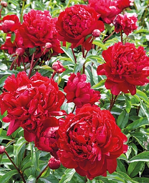 Пион Питер Бранд