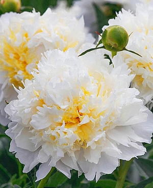 Пион травянистый Чеддер Чиз