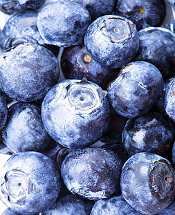 Саженцы Голубика Дениз голубая