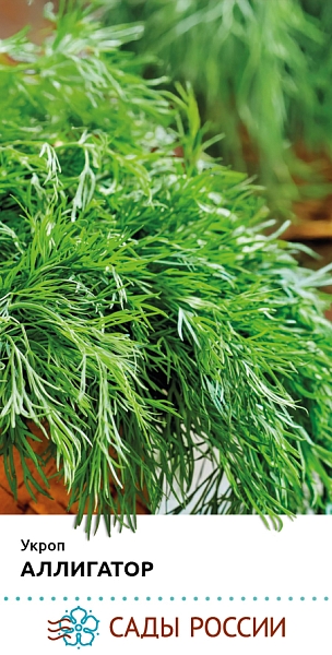 Семена Укроп Аллигатор