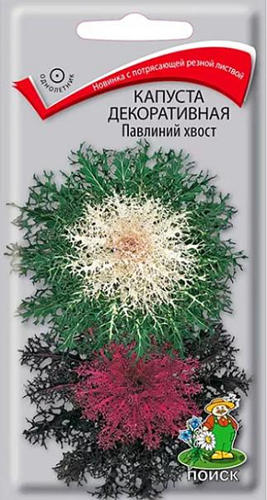 Семена&nbsp;Капуста декоративная Павлиний хвост.&nbsp;Растение высотой до 30 см. Листья резные, зелёные с белой серединой и тёмно-малиновые с розовой серединой. Используется для бордюров, посадок группами.<br>
Агротехника.&nbsp;Растение холодостойкое, легко переносит заморозки, предпочитает хорошо дренированные почвы и солнечные места. Размножают посевом семян в конце марта – начале апреля в рассадные ящики. Глубина заделки семян 0,5 см. При температуре почвы +20°C всходы появляются через 4-7 дней. Сеянцы пикируют в фазе 1-й пары настоящих листьев, в мае рассаду высаживают в открытый грунт. Расстояние между растениями при высадке 30-45 см.&nbsp;