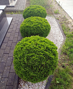 Туя западная Даника